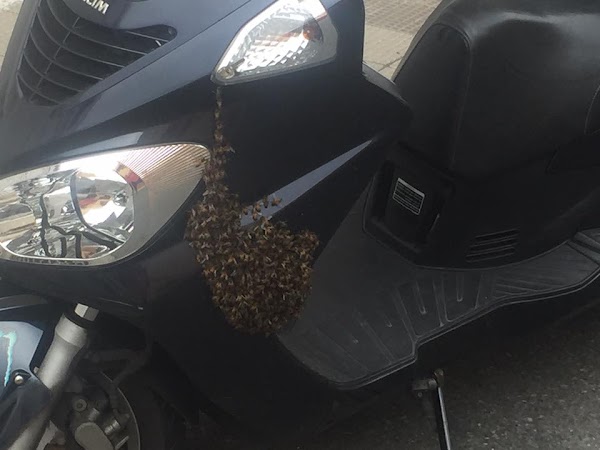 Un enjambre de abejas en Piletas, Las Palmas de Gran Canaria Un enjambre de abejas en Piletas, Las Palmas de Gran Canaria