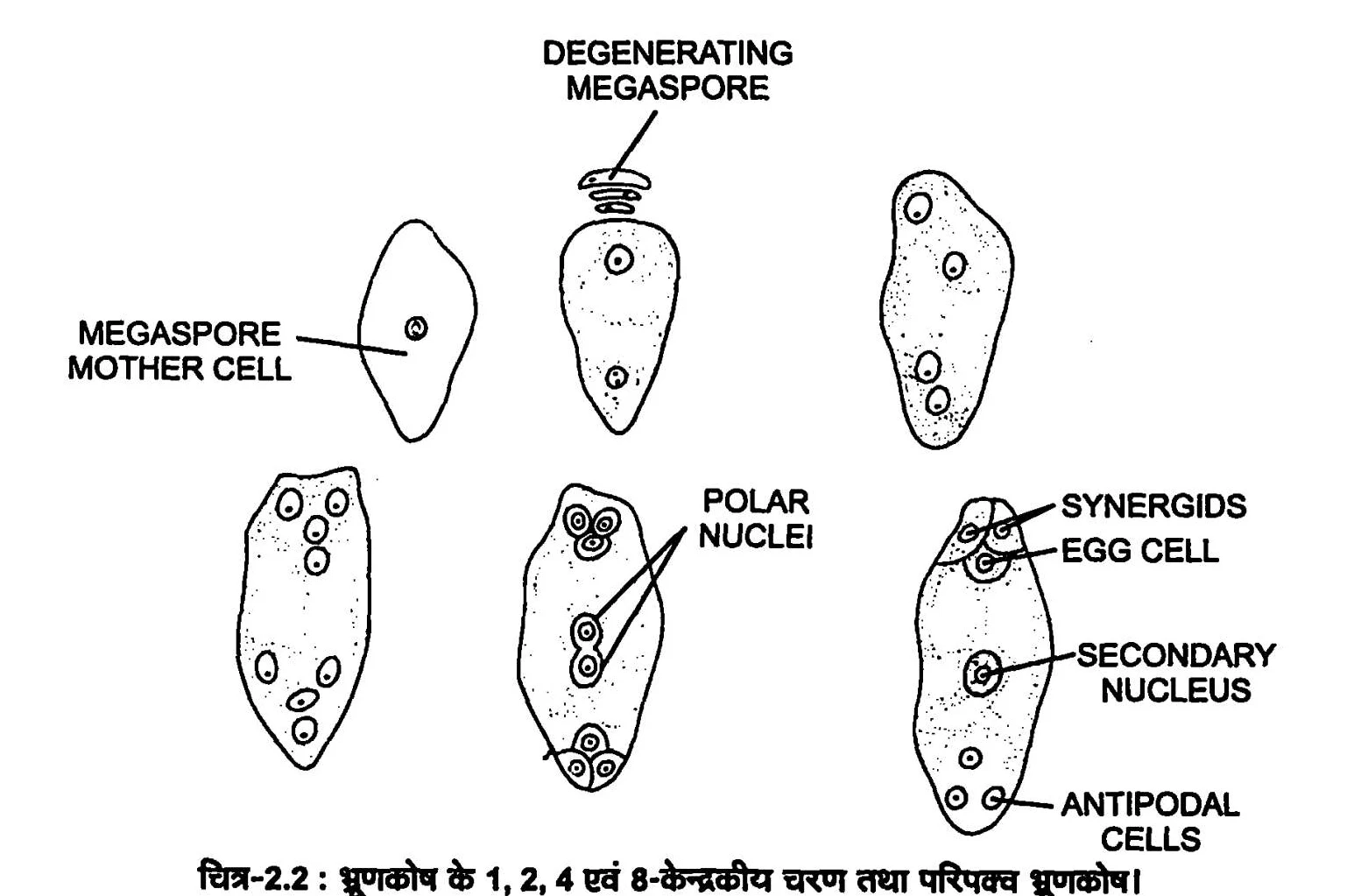 एक स्पष्ट एवं साफ - सुथरे चित्र के द्वारा परिपक्व मादा युग्मकोद्भिद के 7 - कोशीय , 8 - न्यूक्लिएट ( केन्द्रक ) प्रकृति की व्याख्या कीजिए ।