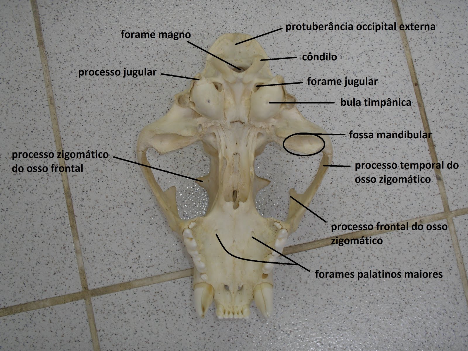 SOS Medicina Veterinária: Anatomia II - Cranio - Ruminante, suino ...