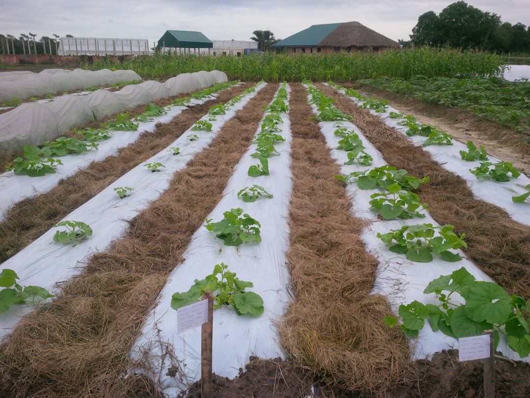 USE OF NATURAL MULCH A SINGULAR POINTER TO SUCCESS IN DRY SEASON