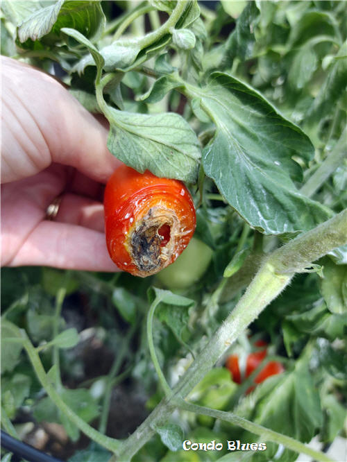 what is blossom end rot on vegtables fruit