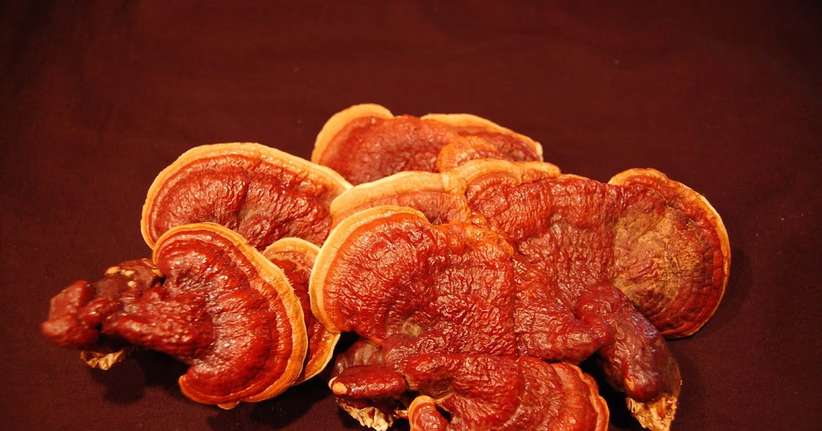 Reishi mushroom health benefits testimonials Organic mushrooms