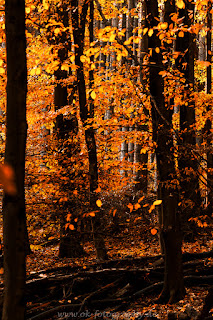 Naturfotografie Indiansummer Herbst Weserbergland