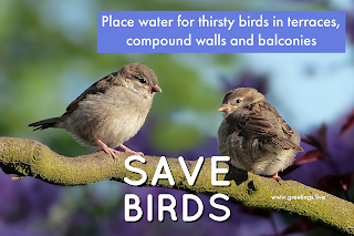 SAVE BIRDS THIS SUMMER KEEP WATER IMAGES