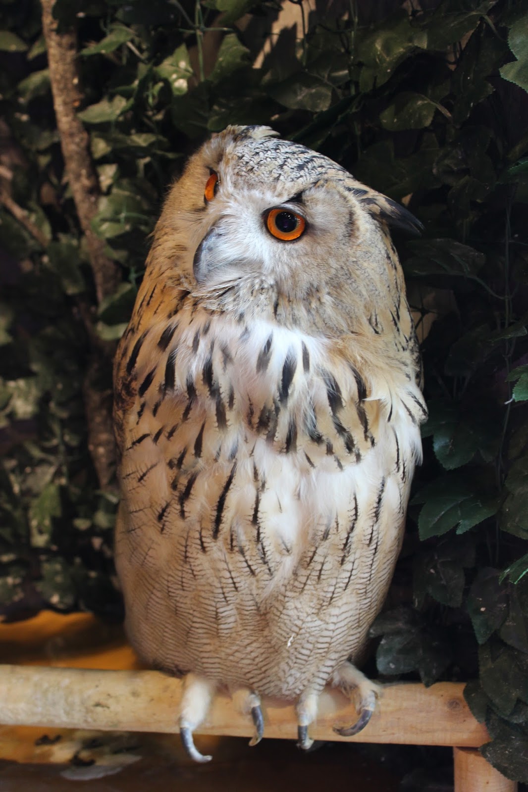 Havens Family Adventures (formerly Adventures in Japan) An Awesome