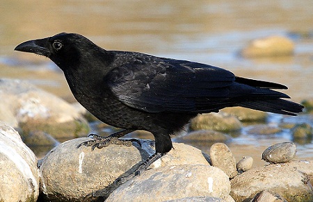 Resultado de imagen para La Corneja Negra ( Corvus Corone )