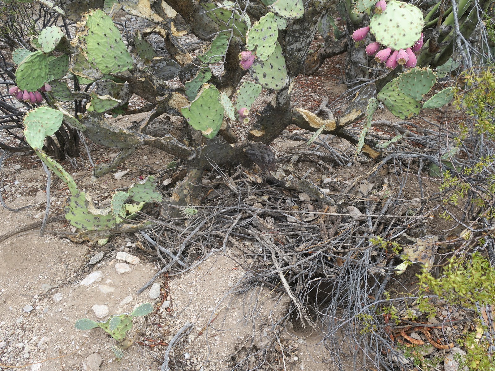 Living Rootless Tucson, AZ Tohono Chul Botanical Garden Crested