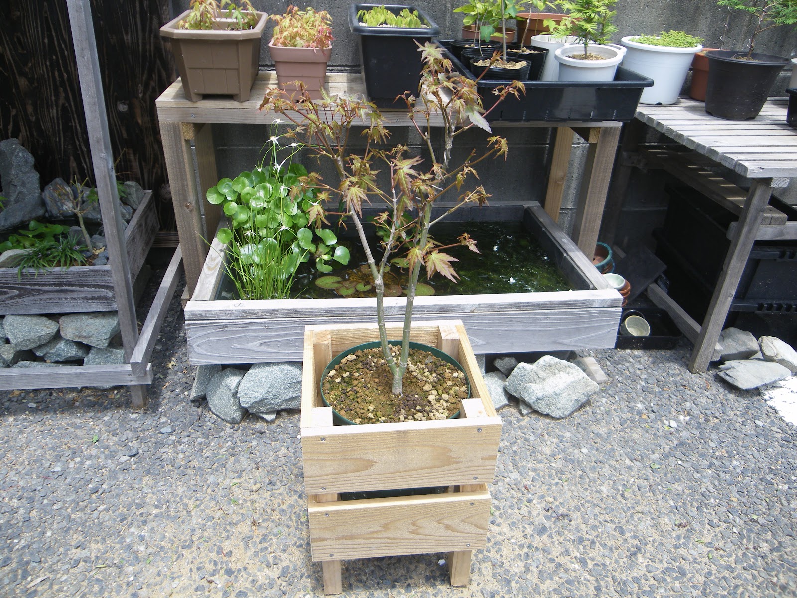 鉢植えを鉢カバーで 夏の暑さ対策 雰囲気のある鉢植えになりました メダカの大工