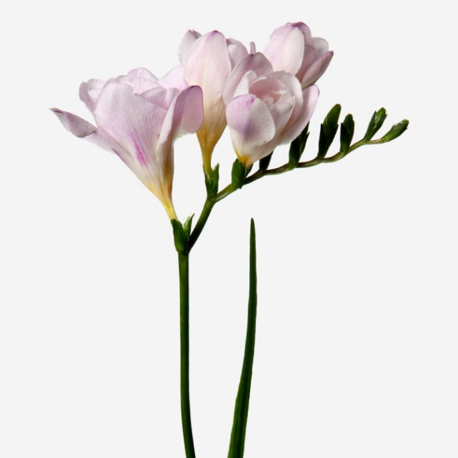 51 Freesia Like Flowers Flowyes