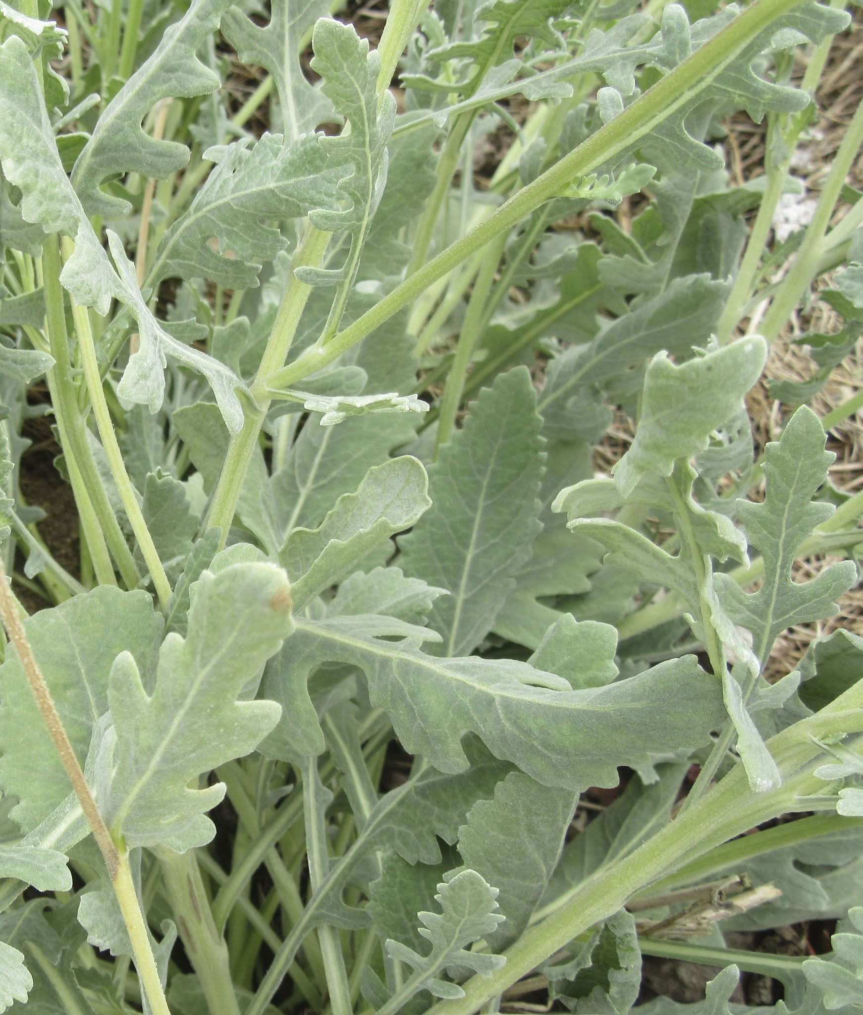 Mother Nature's Montrose Garden Plant of the Month (August