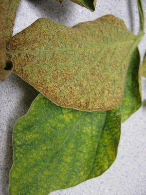 Reddish-brown discoloration characteristic of two-spotted spider mite feeding injury on soybean