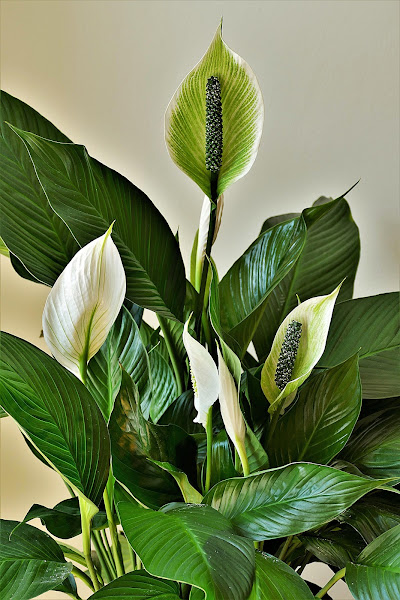 Espatifilo, una planta de interior con forma de vela | Plantas