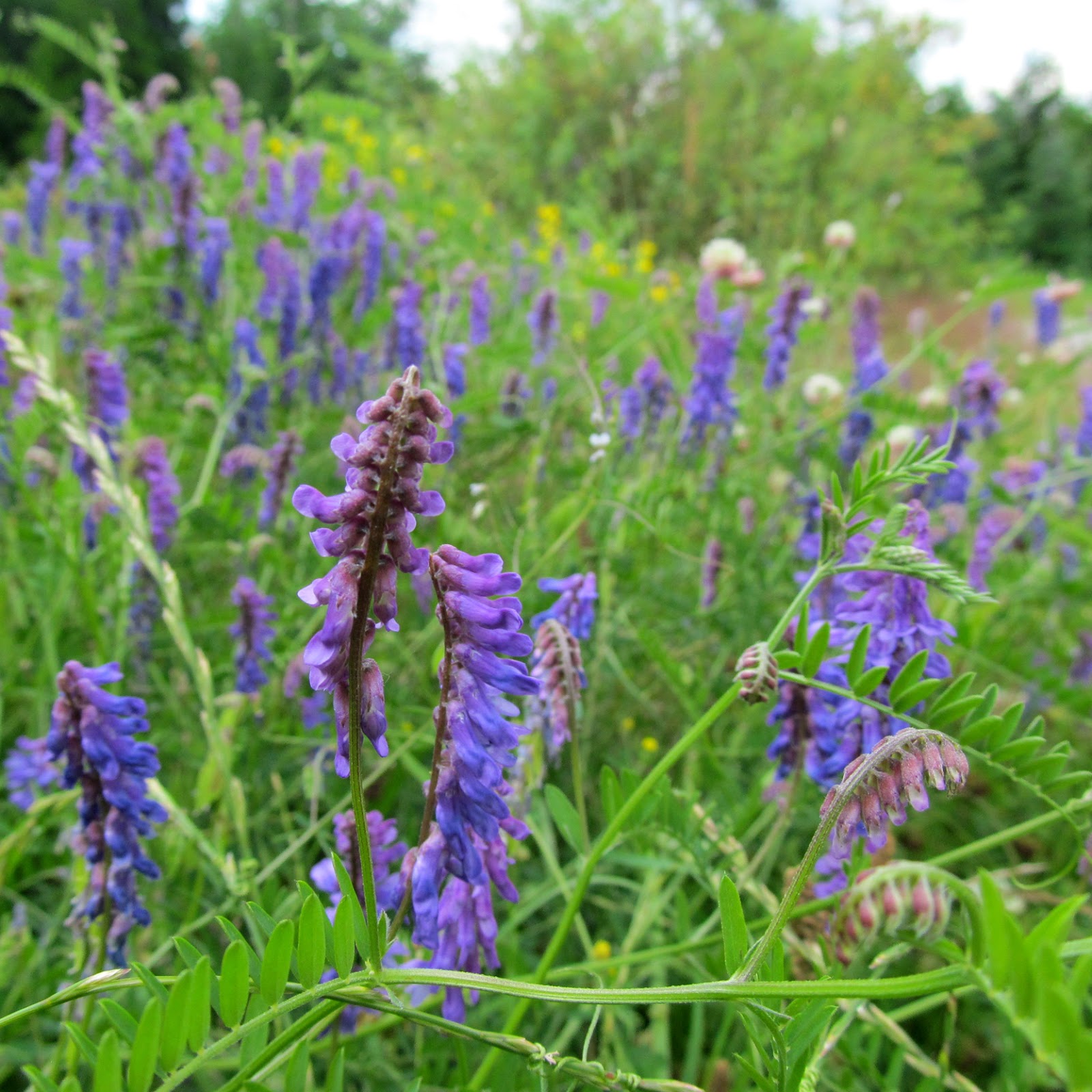 Draussen Forstbotanischer Garten Tharandt, Teil 1