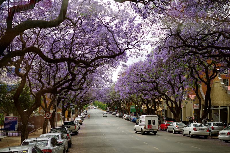 Jacaranda Tree, Pretoria in South Africa