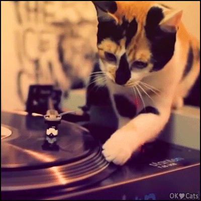♪ ♫ Amazing 'David Guetta' cat scratching like his owner ♪ ♫ • Cat GIF  Website