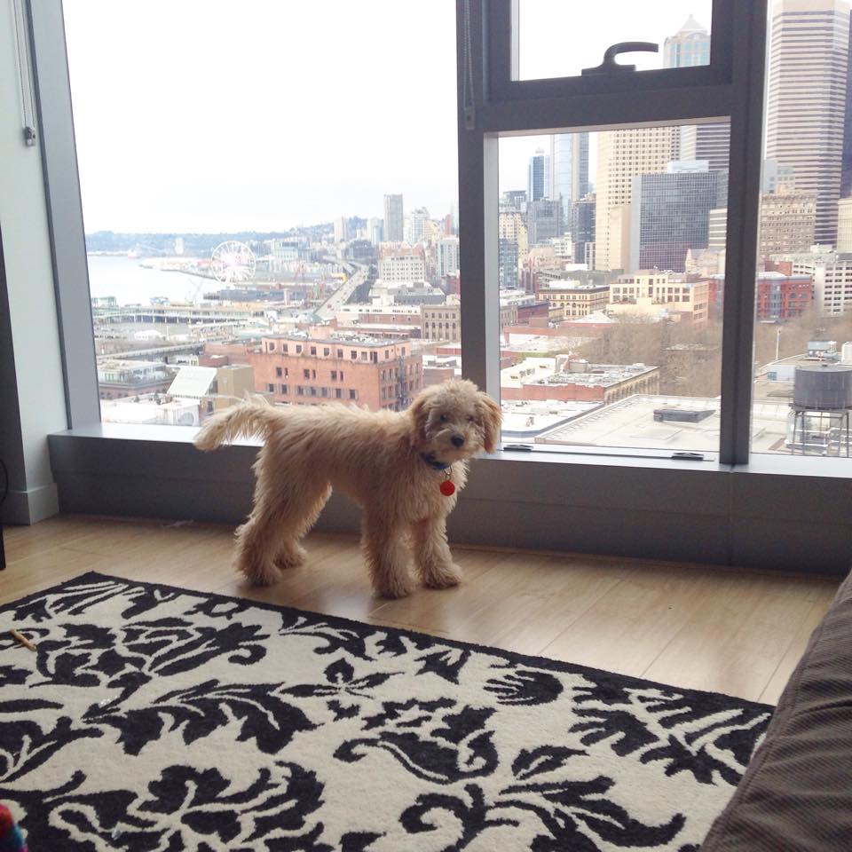 Hollywood Luxury High-Rise Rooftop Pool City Views