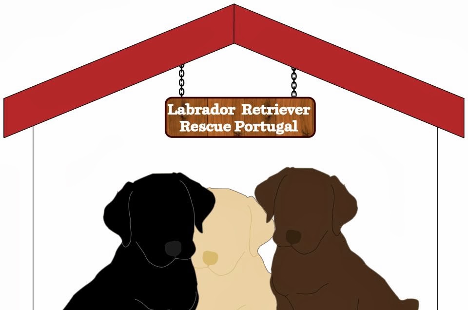Labrador Retriever Rescue Portugal