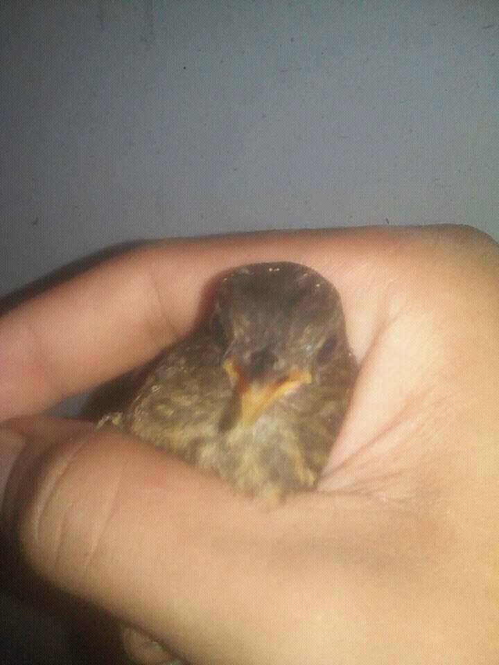 Burung Dijual Jual Anakan Burung Jongkangan Cingcoang Lesser