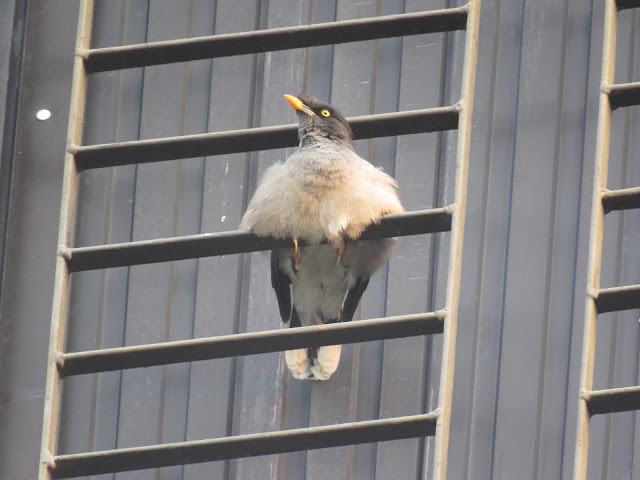 Common Myna