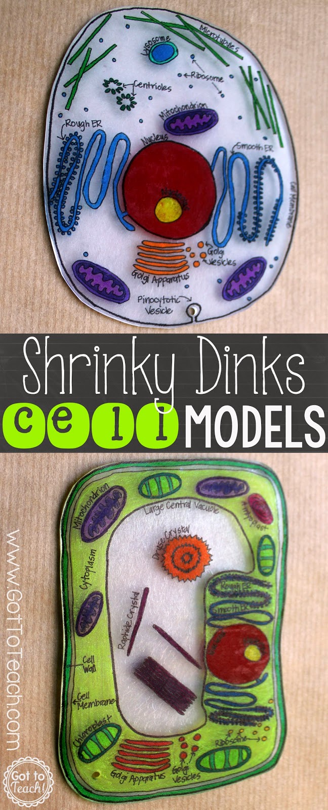 Shrinky Dinks Cell Models • Teacher Thrive
