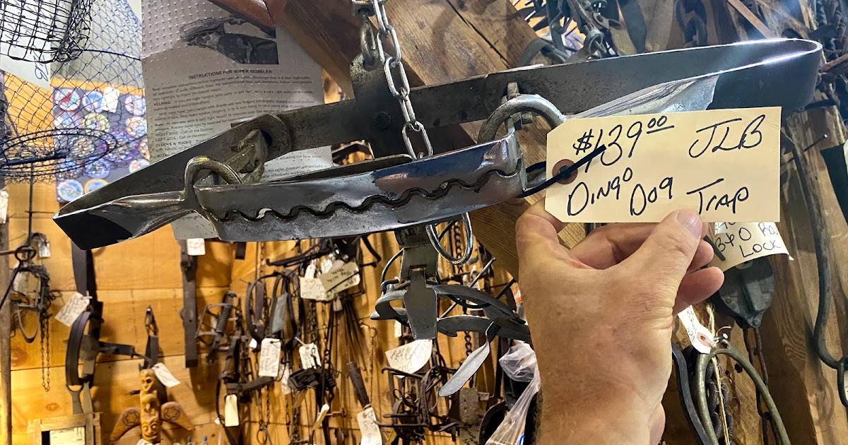 Terrierman's Daily Dose Modern Dingo Trap
