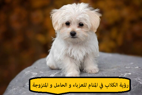 رؤية الكلاب في المنام للعزباء والحامل والمتزوجة