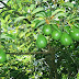 Conoce los Increíbles Beneficios del Aguacate: Fruto, Hojas y Semilla.