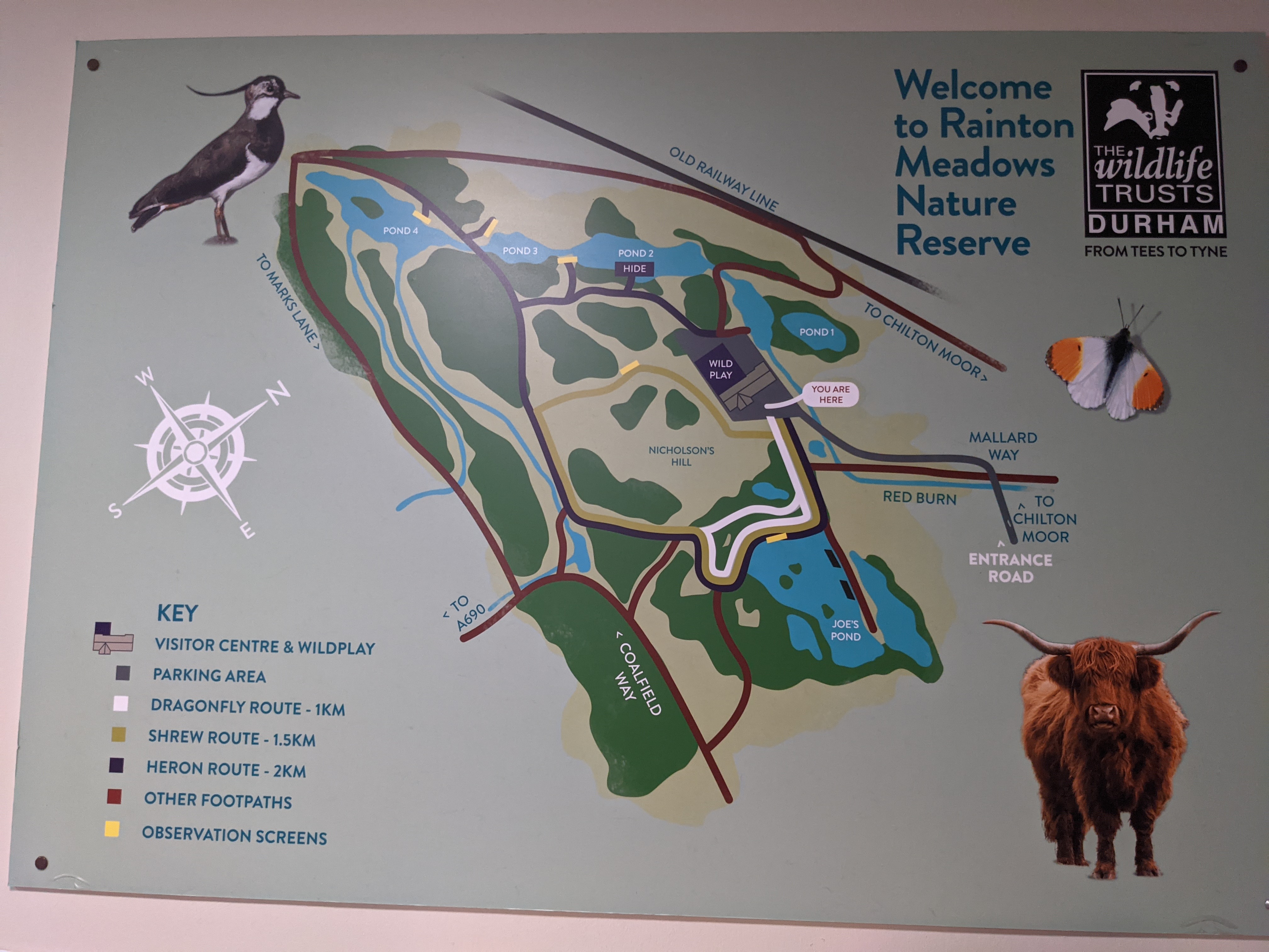 Rainton Meadows A DogFriendly Nature Reserve in HoughtonleSpring