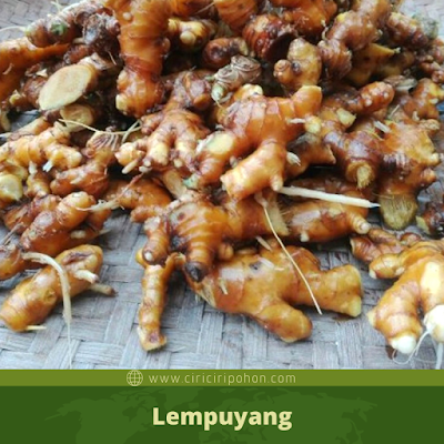 Lempuyang (Zingiber zerumbet): Tanaman Obat Keluarga Multifungsi untuk Meningkatkan Nafsu Makan dan Mengatasi Perut Kembung