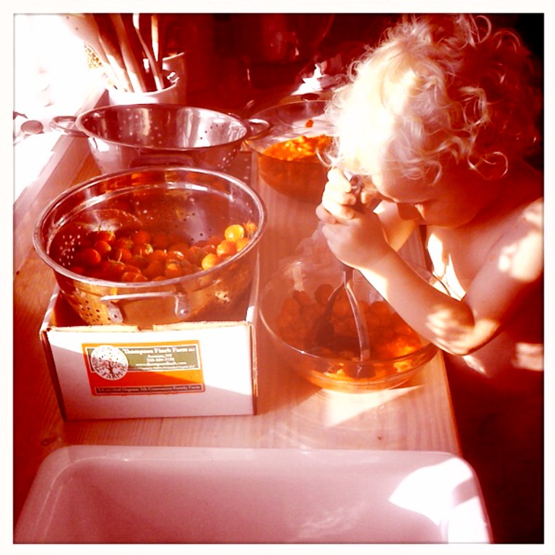 Blog Ryan Roche organic strawberry picking at ThomsonFinch Farm