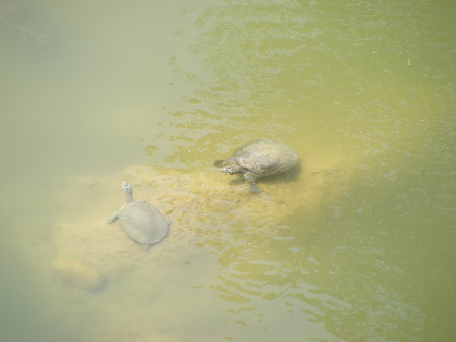 THE WILDLIFE CHRONICLES: Important Population of Ganges Soft Shell Turtle