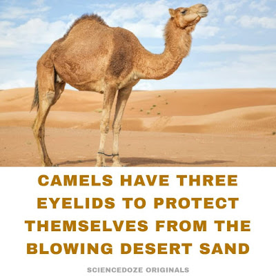 Camel facts