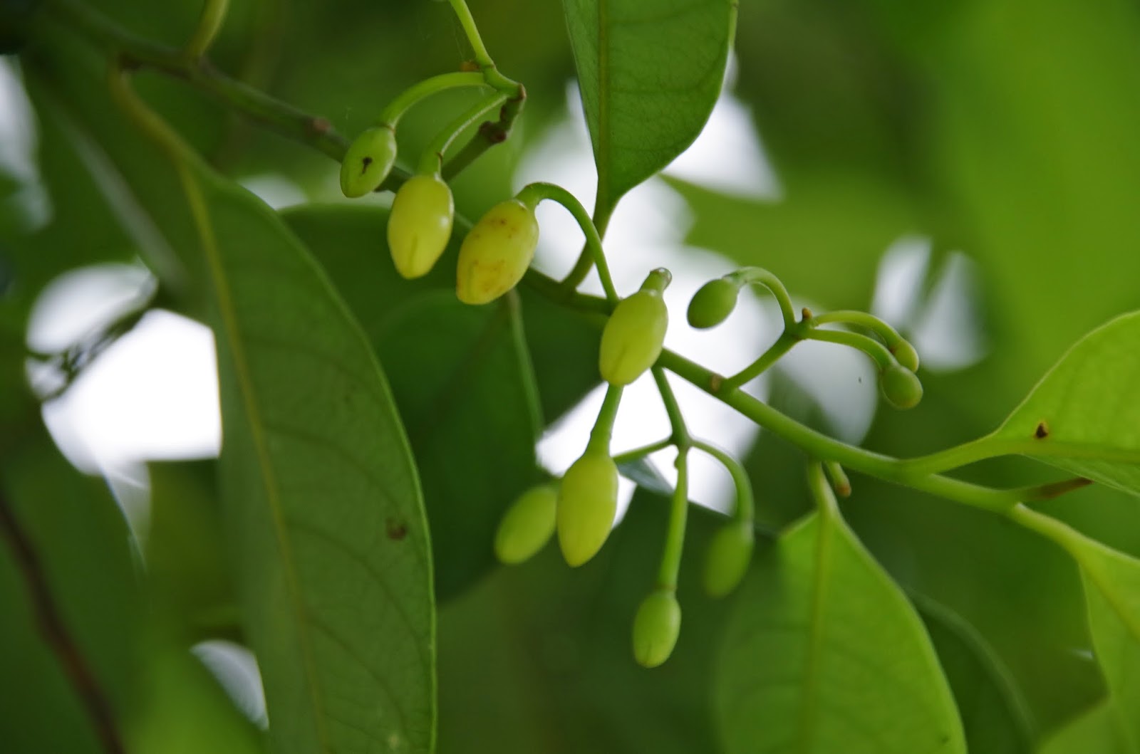Trees and Plants Nutmeg