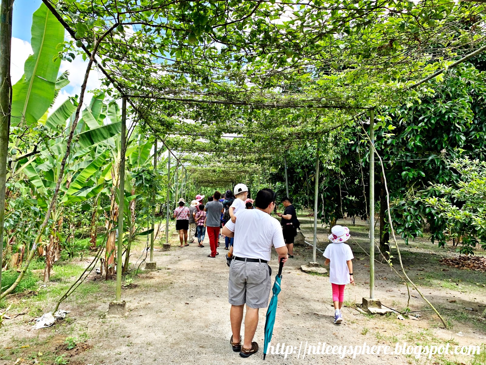 Visit to Desaru Fruit Farm