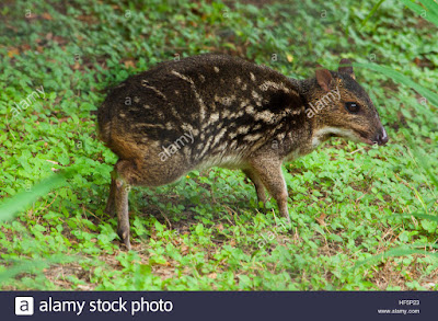 Indian Chevrotain