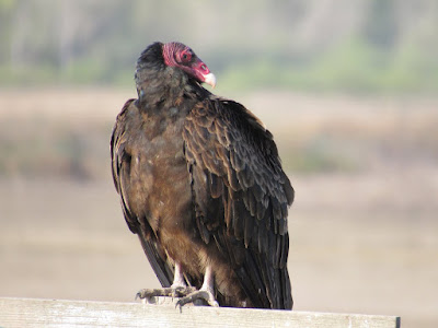 northern California birdwatching birding photography