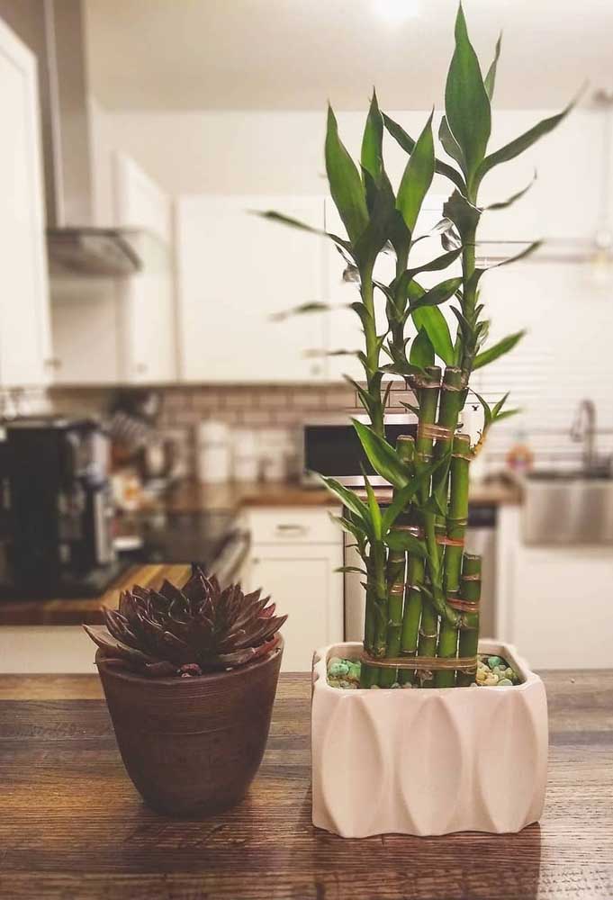 5 plantas ideais para apartamento; saiba como cuidar - 28/10/2022