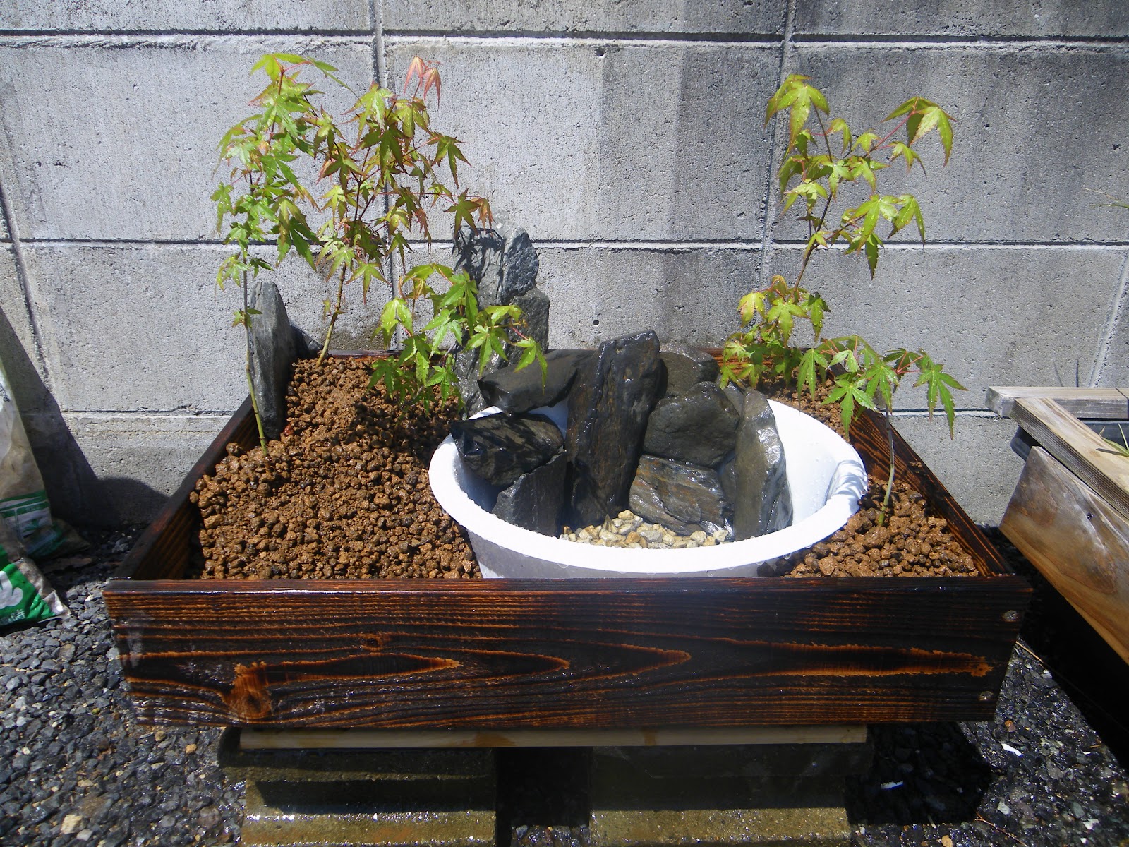 メダカの和風ビオトープの作り方 メダカ盆栽 もみじ メダカの大工