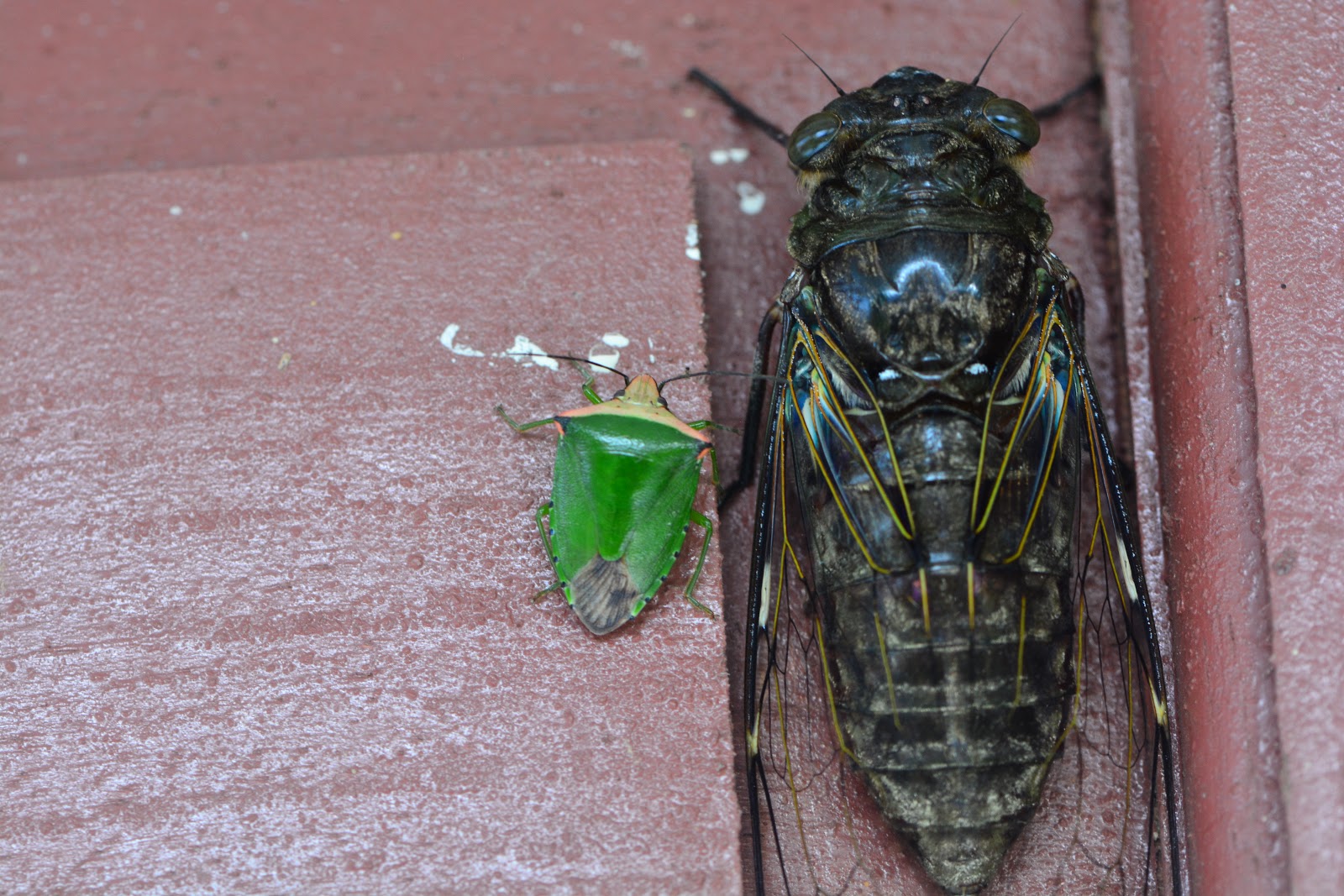 Tonggeret memiliki ciri-ciri sebagai berikut: