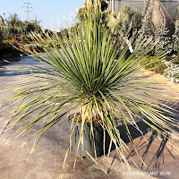 Ejemplar de planta palmácea dasylirium longissimum