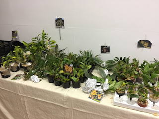 , Mostre primaverili: Horti di Veio e Monteporzio catone 2017, diarid'orchidee