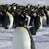 Como os pinguins conseguem se manter aquecidos?