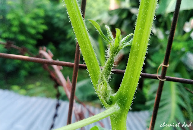 cucumber, how to grow cucumber, tips on urban gardening, urban gardening, urban planting, 