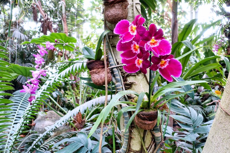 Expo : Mille & Une Orchidées 2020 - Grande Serre Tropicale du