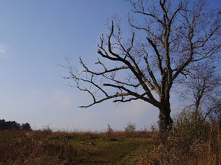 The Devil's Tree in Bernard's Township, New Jersey