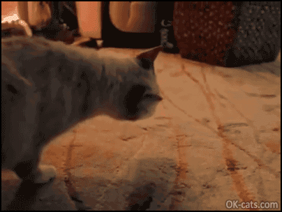 Funny Cat GIF • Clumsy Cat with head stuck in plastic cup. Huge mistake: RETREAT! RETREAT! [ok-cats.com]