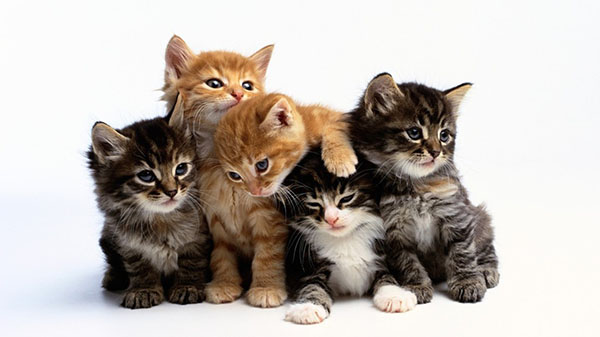 Cat Cute: Cute Cat Family