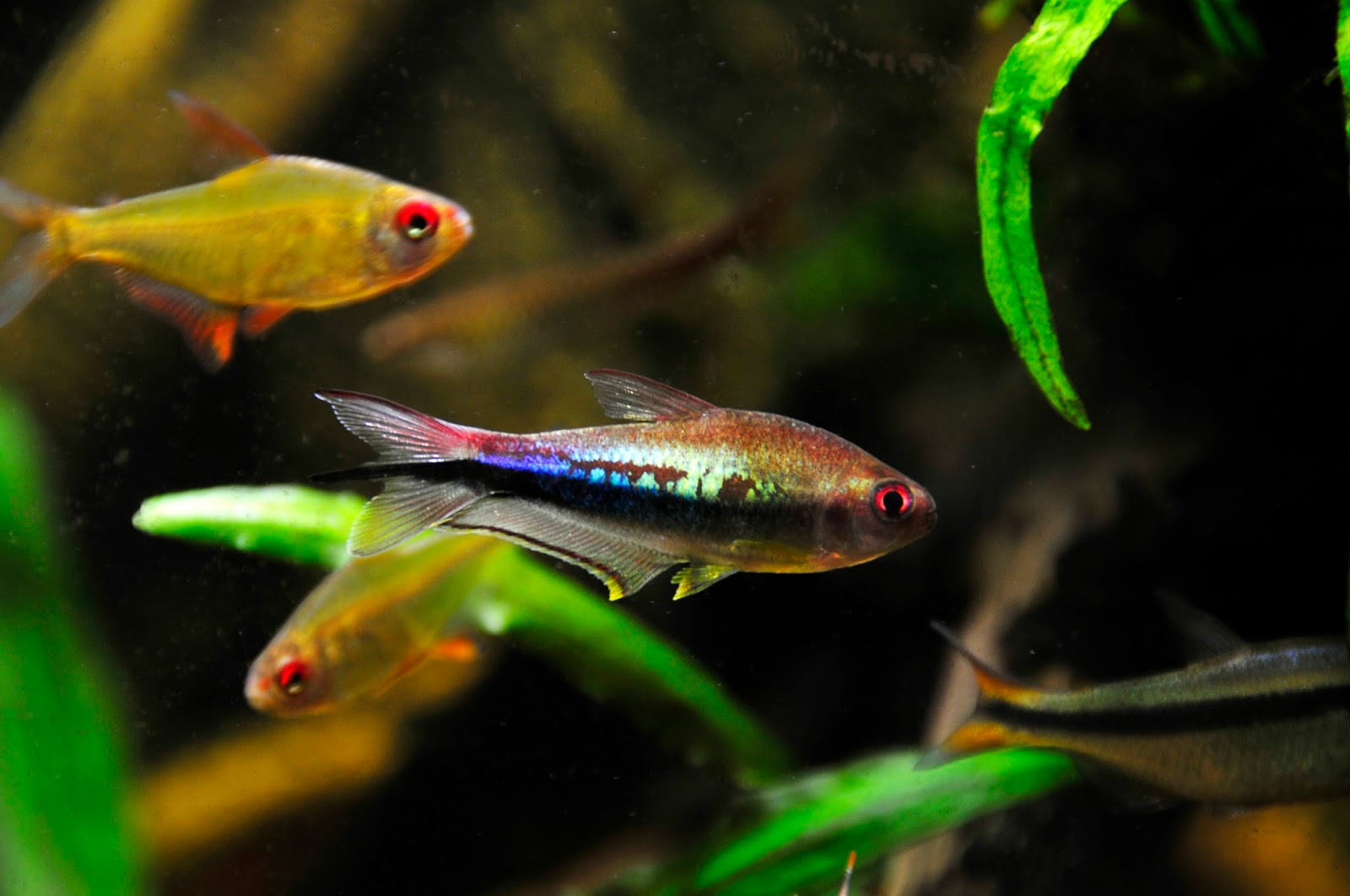 彩虹帝王燈 Nematobrycon lacortei