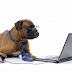 Why Dog Blogs Are So Popular