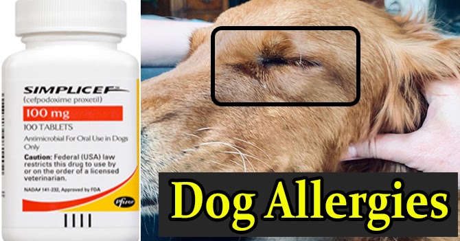 Antibiotics For Dogs Simplicef For Dog Allergies Cefpodoxime For Allergies